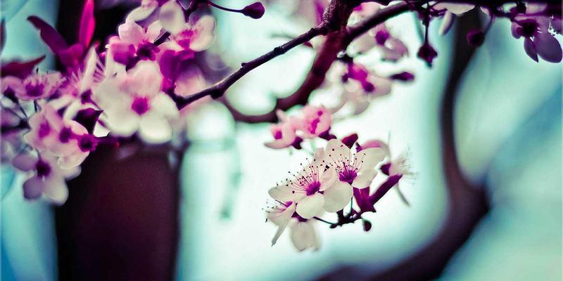 加密货币购买海外房产实操指南：埃米利奥哈曼移民咨询解析法律合规与跨境支付