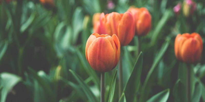 埃米利奥哈曼:海外房产投资与移民规划的战略结合