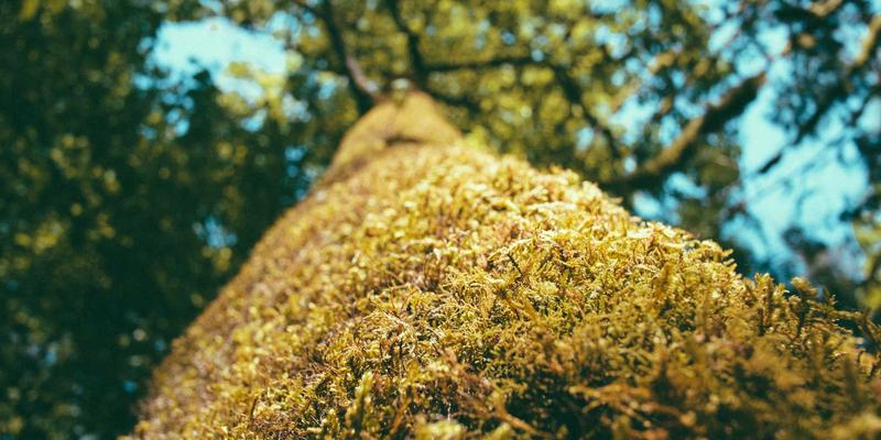 海外房产投资新视角：资产配置、身份规划与移民咨询的三维战略